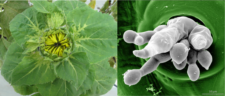 minia mildiou tournesol minia mildiou tournesol