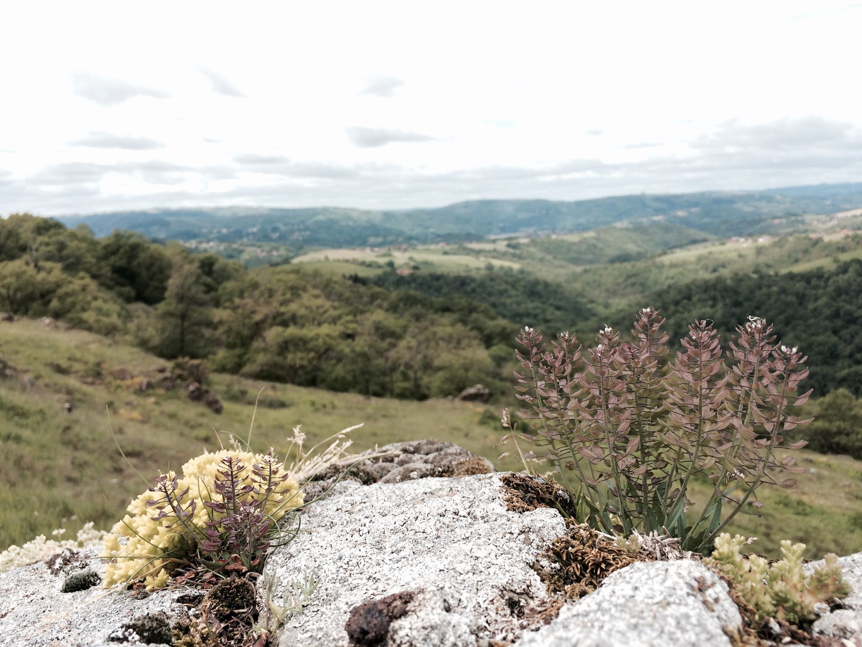Noccaea caerulescens