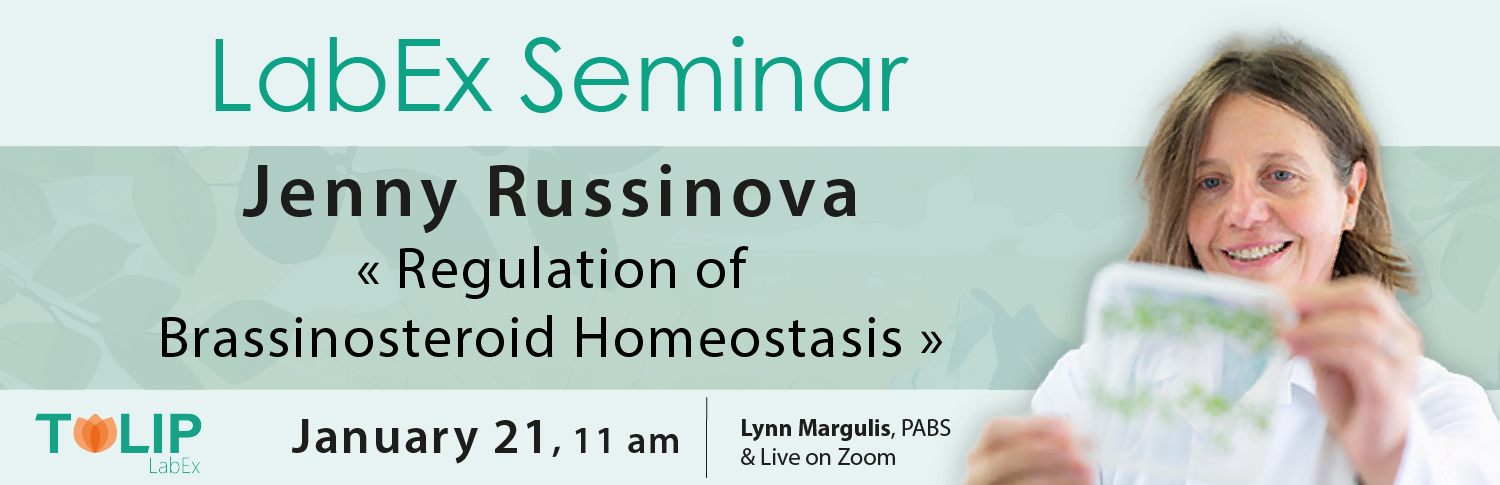 Prestige Sem. bandeau russinova.png