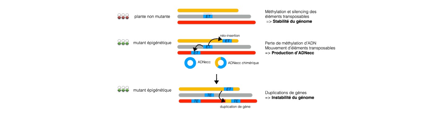 extrachomosomal