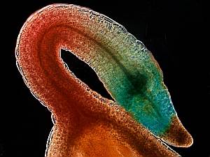 GUS gene expression in an Arabidopsis thaliana young roots