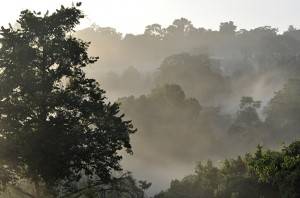 Le matin au camp inselberg des Nouragues, Guyane française