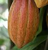 Cacao