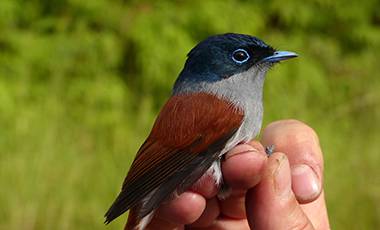 Mascarene paradise-flycatcher