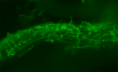 La symbiose fixatrice d’azote a évolué en recrutant des gènes impliqués dans une symbiose plus ancienne