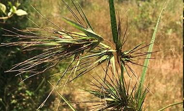 Themeda trianda