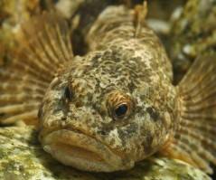 Une course entre climat et poissons d’eau douce