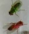 colored flies