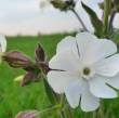 Silene Latifolia