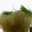 Induced root branching in the lycophyte Selaginella moellendorffii