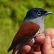 Mascarene paradise-flycatcher