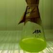 vignette arabidopsis en solution