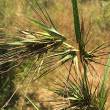 Themeda trianda