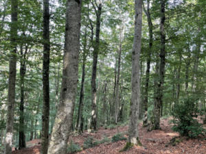 foret-hetre-romain-bertrand