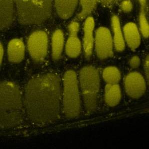 BRI1ubiquitine_microscopieconfocale_GregoryVert