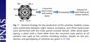 Créations des cytolines