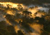 Canopée de la forêt amazionienne à l'aube, Brésil. – © Peter van der Sleen