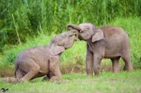 Elephants de Bornéo