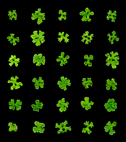 marchantia beaulieu delaux bonhomme