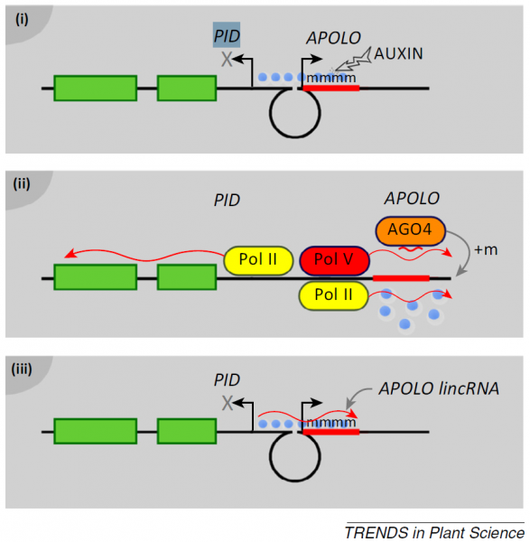 Figure3BFedericoAriel