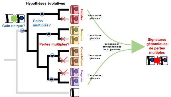 Evolution of nitrogen fixing symbiosis