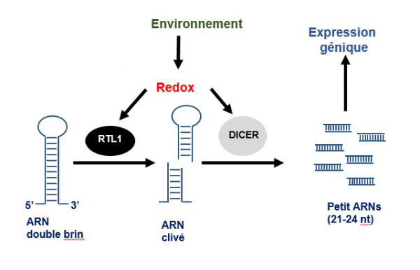 SchémaRedoxRTL1RNaseIII