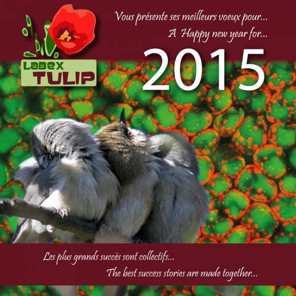 VoeuxTULIP2015_DB_Page_1