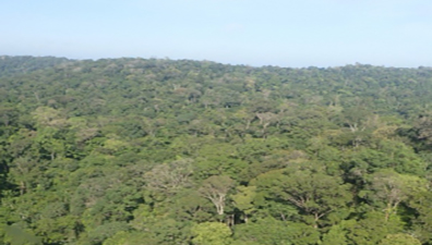 Les forêts tropicales humides deviennent moins résistantes à la sécheresse