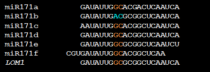 Alignement_séqu_sites_clivages_miR171