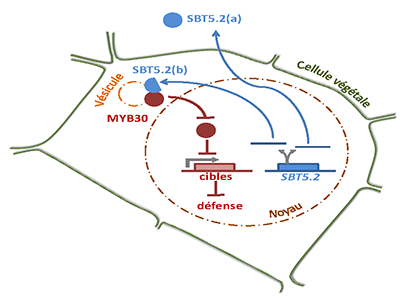 Rivas_Subtilase_SBT5.2