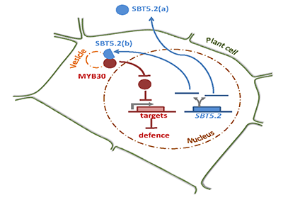 Rivas_Subtilase_SBT5.2_ENG