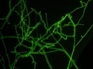 Filaments