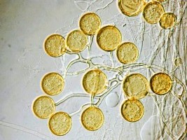 Décrypter le dialogue chimique entre plante et champignon symbiotique