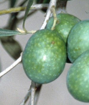 olives (JP ROGER)